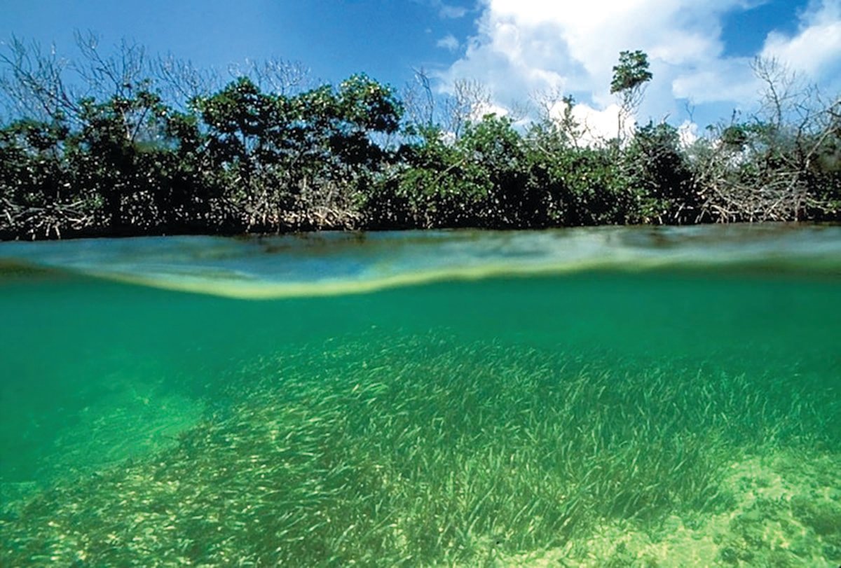 Mangroves and seagrass in Biscayne Bay